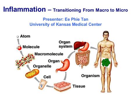 Inflammation – Transitioning From Macro to Micro Presenter: Ee Phie Tan University of Kansas Medical Center.