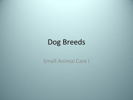 Dog Breeds Small Animal Care I. German Shepherd St. Bernard.