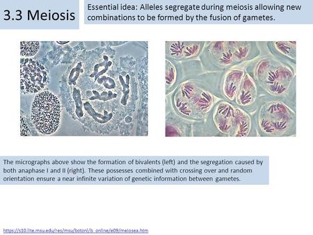 3.3 Meiosis Essential idea: Alleles segregate during meiosis allowing new combinations to be formed by the fusion of gametes. The micrographs above show.