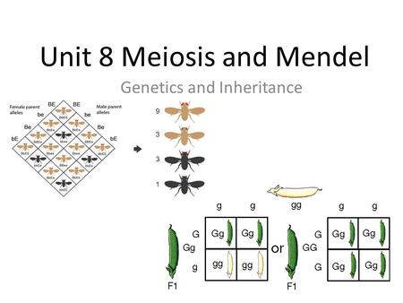 Unit 8 Meiosis and Mendel Genetics and Inheritance.