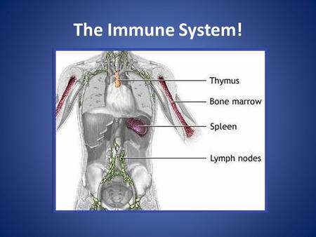 The Immune System!. Group 1 Non-Specific Defenses (innate immunity) Your skin acts as a protective barrier; sweat, dead cells and oil help your skin block.