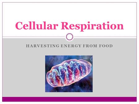 HARVESTING ENERGY FROM FOOD Cellular Respiration.