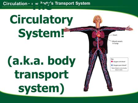 Circulation - The Body’s Transport System The Circulatory System! (a.k.a. body transport system)