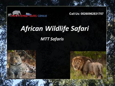African Wildlife Safari MTT Safaris Call Us: 00260962831707.