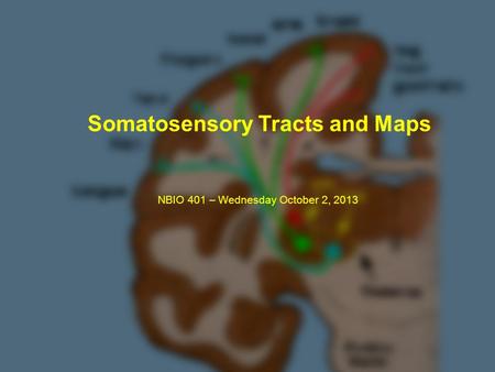 Somatosensory Tracts and Maps NBIO 401 – Wednesday October 2, 2013.