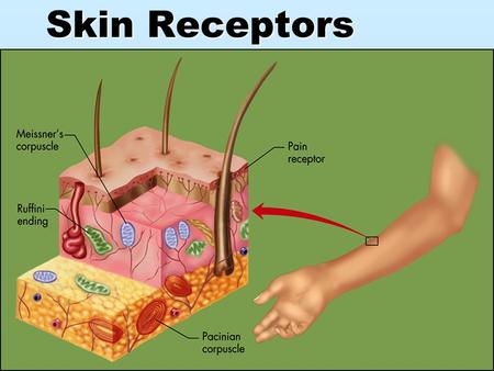 Skin Receptors. Body Receptors  Sensory Receptors- nerves and cells that are in your eyes and ears.  External Receptors – outside the body, pain, heat,