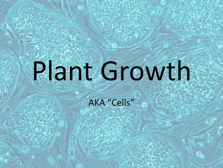 Plant Growth AKA “Cells”. The Cell Membrane The cell membrane or (plasma membrane) is a flexible boundary between the cell and its environment – It is.