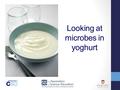 Looking at microbes in yoghurt. What are you looking at?