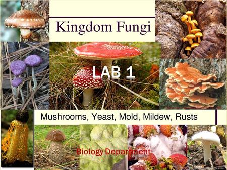 Biology Department 1.  Identification of Fungal characteristic, Shape & reproduction 2.