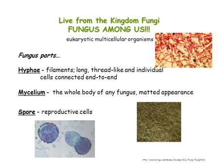 Live from the Kingdom Fungi FUNGUS AMONG US!!! eukaryotic multicellular organisms Fungus parts… Hyphae - filaments; long, thread-like and individual cells.