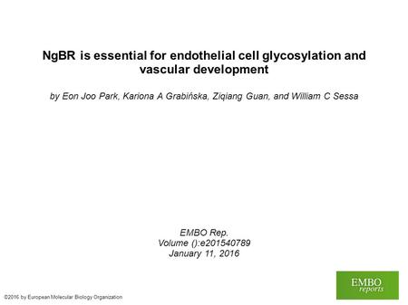 NgBR is essential for endothelial cell glycosylation and vascular development by Eon Joo Park, Kariona A Grabińska, Ziqiang Guan, and William C Sessa EMBO.