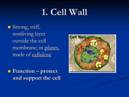 1. Cell Wall Strong, stiff, nonliving layer outside the cell membrane; in plants, made of cellulose Function – protect and support the cell.