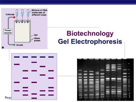 Regents Biology 2006-2007 Biotechnology Gel Electrophoresis.