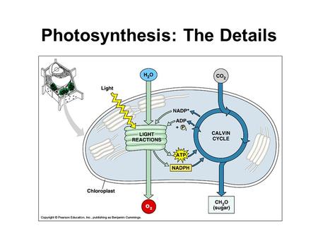 Photosynthesis: The Details. Photosynthesis Divided into two steps: 1.The Light Reactions Noncyclic electron flow 2.The Calvin Cycle Cyclic electron flow.