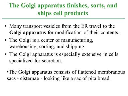 Many transport vesicles from the ER travel to the Golgi apparatus for modification of their contents. The Golgi is a center of manufacturing, warehousing,