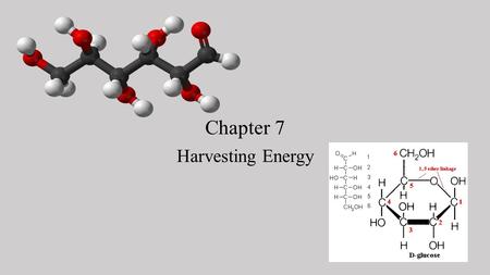 Chapter 7 Harvesting Energy. 7.1 Overview of Respiration Autotrophs-photosynthesize-use sunlight and convert it to chemical energy Ex: plants, algae and.