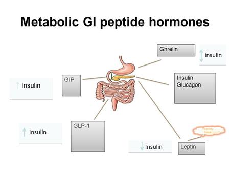 Metabolic GI peptide hormones Ghrelin Insulin Glucagon Insulin Glucagon GIP GLP-1 Insulin Leptin Insulin Adiposity tissue insulin Insulin.