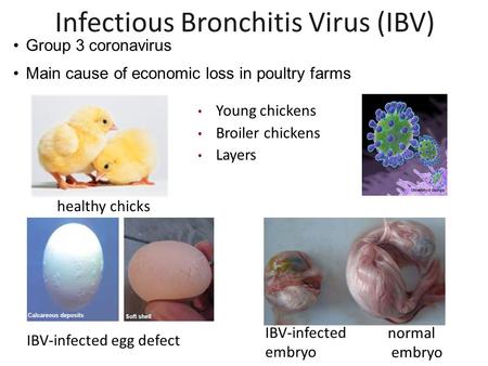 Infectious Bronchitis Virus (IBV)