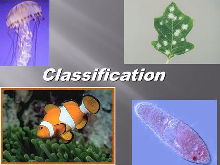 Classification Go to Section:.  The basic unit of an animal is the cell.  A cell is the smallest unit of any animal or plant. Some animals are one celled,