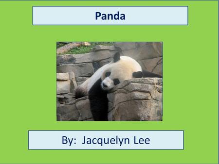Panda By: Jacquelyn Lee Animal Facts Description Adult pandas are about 6ft (180 cm.) tall. Pandas can weigh up to 200 (91kg.) pounds. A panda does not.