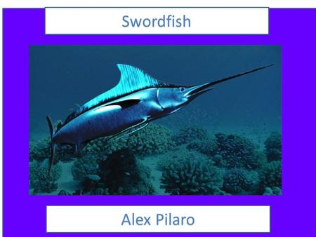 Swordfish 1) Type the name of your animal 2) type your name 3) include a picture of your animal 4) change fonts and colors to personalize. Alex Pilaro.