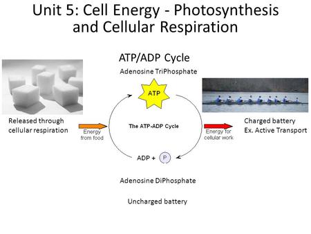 ATP/ADP Cycle Unit 5: Cell Energy - Photosynthesis and Cellular Respiration Adenosine TriPhosphate Charged battery Ex. Active Transport Adenosine DiPhosphate.