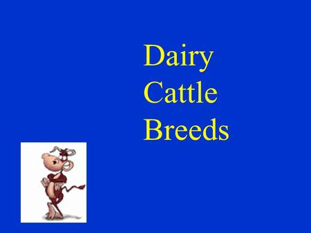 Dairy Cattle Breeds. Ayrshire Scotland; known for vigor and health; average milk production Only 18,000 in the U.S.
