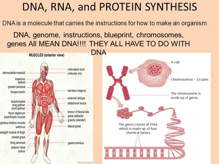 DNA, RNA, and PROTEIN SYNTHESIS DNA, genome, instructions, blueprint, chromosomes, genes All MEAN DNA!!!! THEY ALL HAVE TO DO WITH DNA DNA is a molecule.