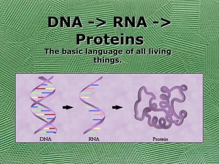 DNA -> RNA -> Proteins The basic language of all living things.