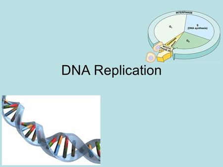 DNA Replication Functions of DNA 1. Replication – Occurs before Mitosis and meiosis only Produces an exact copy of DNA 2. Transcription – DNA makes mRNA.