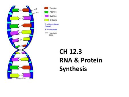 CH 12.3 RNA & Protein Synthesis. Genes are coded DNA instructions that control the production of proteins within the cell…
