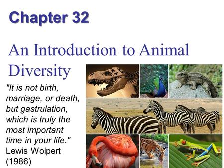 An Introduction to Animal Diversity