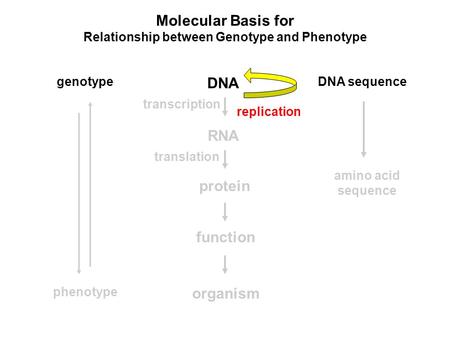 Molecular Basis for Relationship between Genotype and Phenotype DNA RNA protein genotype function organism phenotype DNA sequence amino acid sequence transcription.