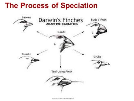 Copyright Pearson Prentice Hall 16-3 The Process of Speciation The Process of Speciation.