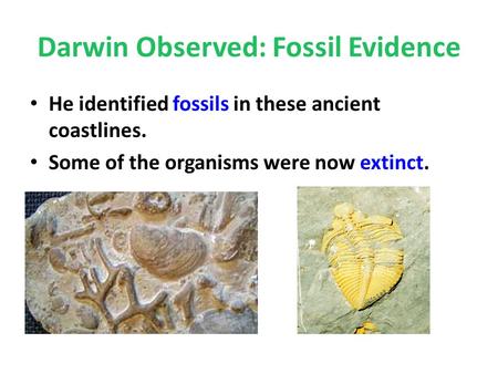 Darwin Observed: Fossil Evidence He identified fossils in these ancient coastlines. Some of the organisms were now extinct.