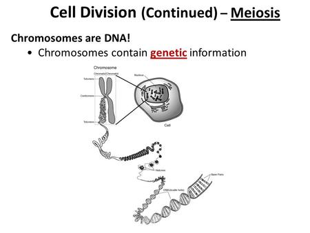 Cell Division (Continued) – Meiosis Chromosomes are DNA! Chromosomes contain genetic information.