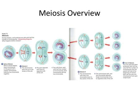 Meiosis Overview. Sexual Reproduction Defined: Gametes from two separate parents unite Meiosis: Diploid (2n) to haploid (n) cells Mechanism that allows.