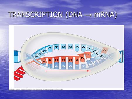 TRANSCRIPTION (DNA → mRNA). Fig. 17-7a-2 Promoter Transcription unit DNA Start point RNA polymerase 5 5 3 3 Initiation 3 3 1 RNA transcript 5 5 Unwound.