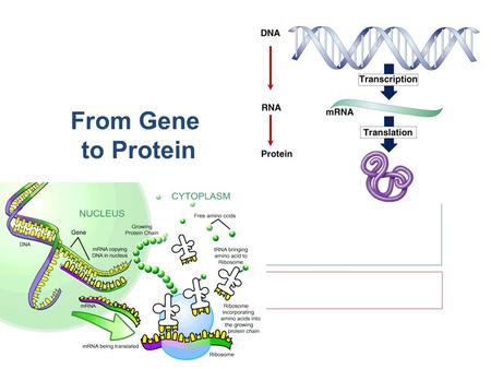 From Gene to Protein proteinscellsbodies How does DNA code for cells & bodies? DNA.