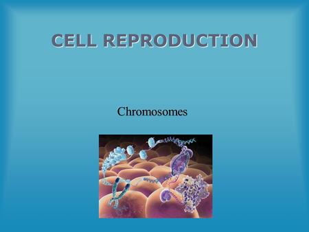 CELL REPRODUCTION. Lesson Objectives Describe the coiled structure of chromosomes made of DNA and proteins formed after DNA replicates and are the form.