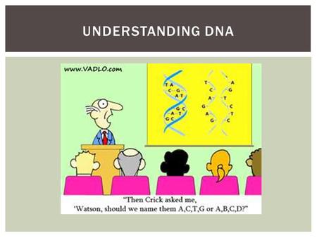 UNDERSTANDING DNA. Historical Information 1953—James Watson and Francis Crick discover the configuration of the DNA molecule 1980—Ray White describes.