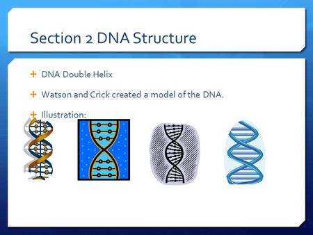 Section 2 DNA Structure  DNA Double Helix  Watson and Crick created a model of the DNA.  Illustration:
