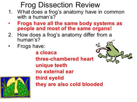 Frog Dissection Review 1.What does a frog’s anatomy have in common with a human’s? Frogs have all the same body systems as people and most of the same.