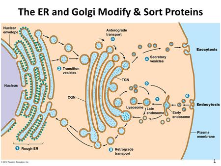The ER and Golgi Modify & Sort Proteins