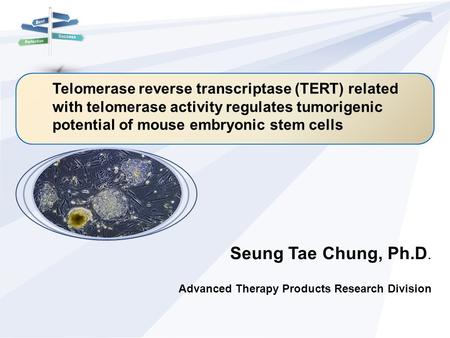 정책이력 일반 현황 Telomerase reverse transcriptase (TERT) related with telomerase activity regulates tumorigenic potential of mouse embryonic stem cells Seung.