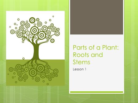Parts of a Plant: Roots and Stems Lesson 1.  The root system of a plant is found in the _____________.
