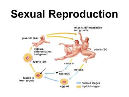Sexual Reproduction A. External Fertilization 2. Large number of eggs and sperm released 1. Egg fertilized outside female body I. Internal Vs. External.