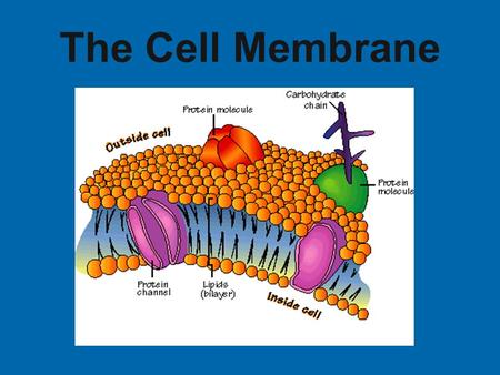 The Cell Membrane. A membrane is a device that selectively permits the separation of one or more materials from a liquid or gas. What is a membrane?