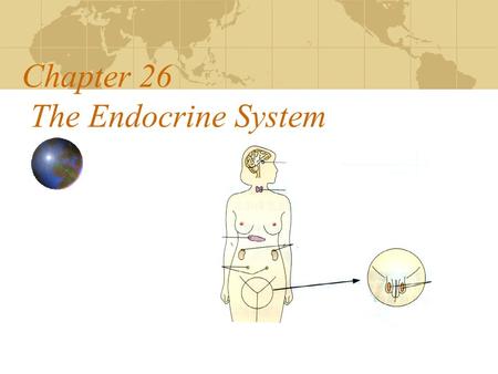Chapter 26 The Endocrine System Nervous co-ordination gives rapid control. Endocrine co-ordination regulates long-term changes. The two systems interact.