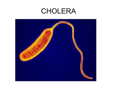 CHOLERA. Disease caused by infection with cholera bacterium – from? Symptoms = Diarrhoea and hence dehydration How the Cholera bacteria causes the disease.